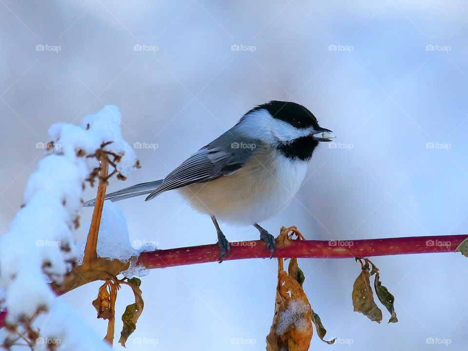 black-capped chickadee