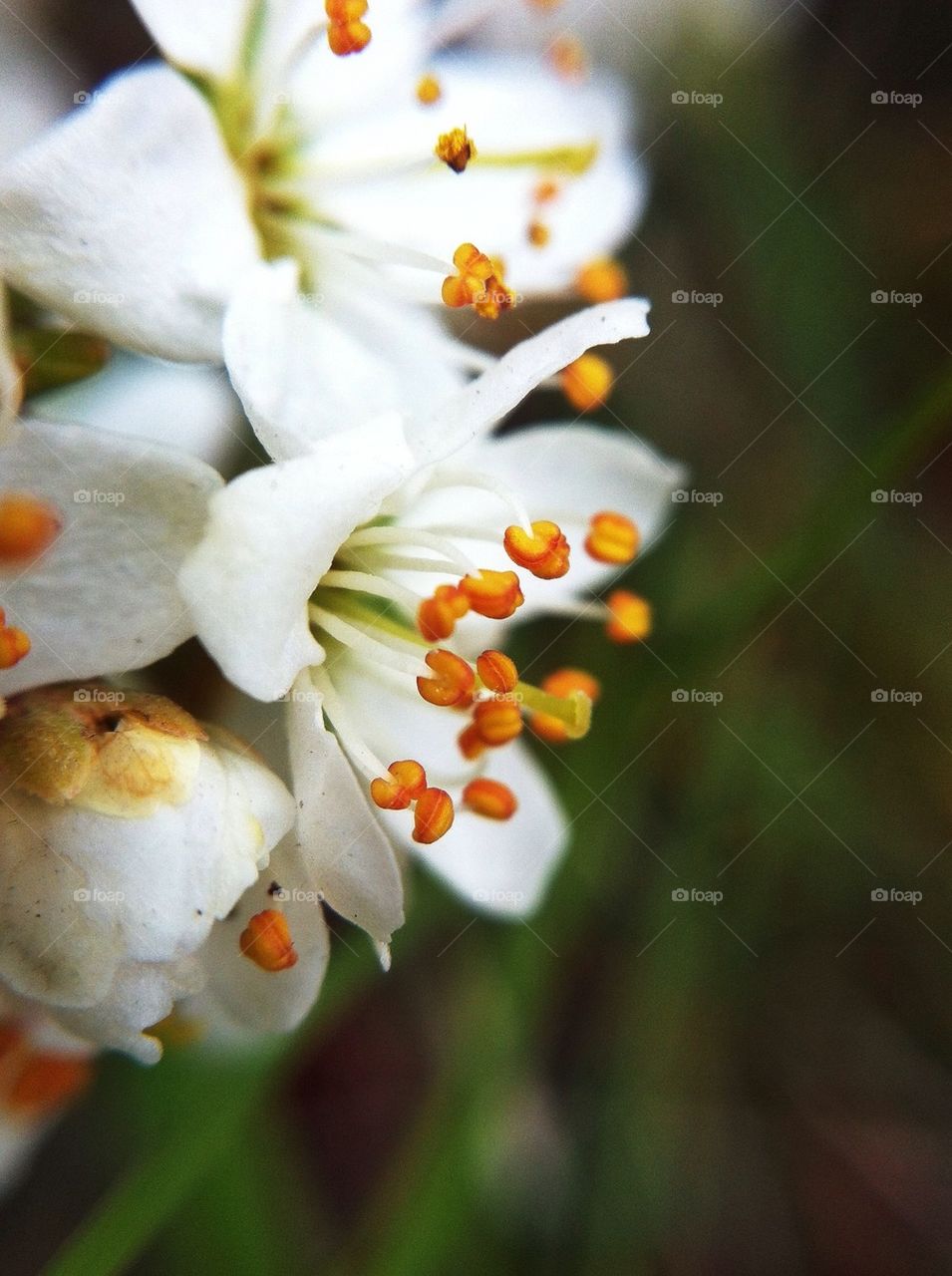 landscape green spring botanical by miss_falcon