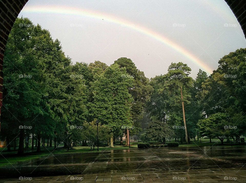 Rainbow over tree
