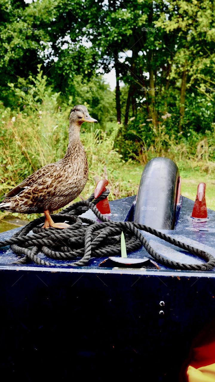 Duck on a boat