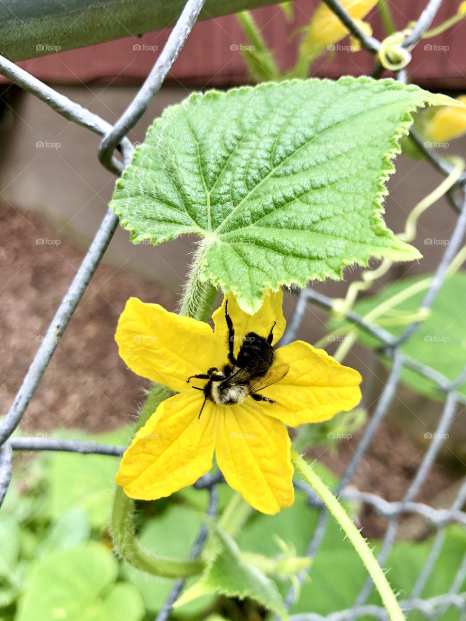 Closeup bee pollinating yellow cucumber bloom on metal fence 