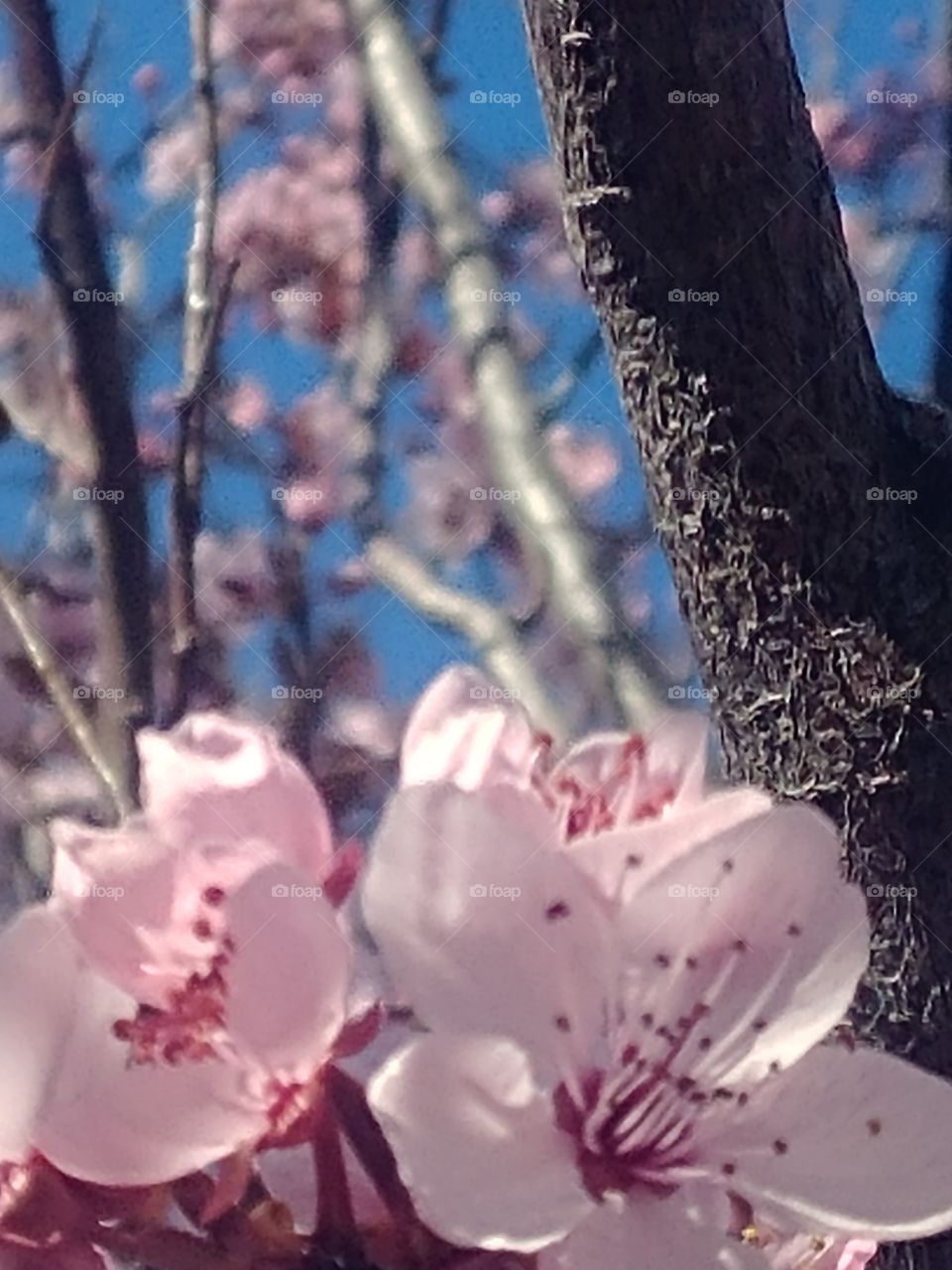 Springtime cherry blossoms how delicate how pretty