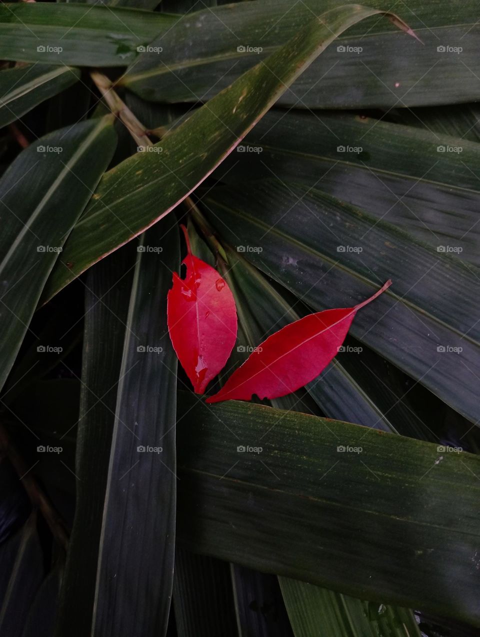 Two fallen leaves fell on the green leaves