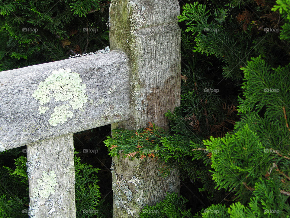 Old bench with lichen 