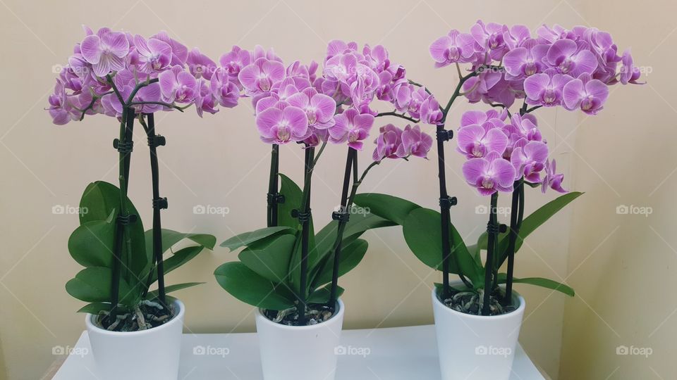 Orchids in pots
