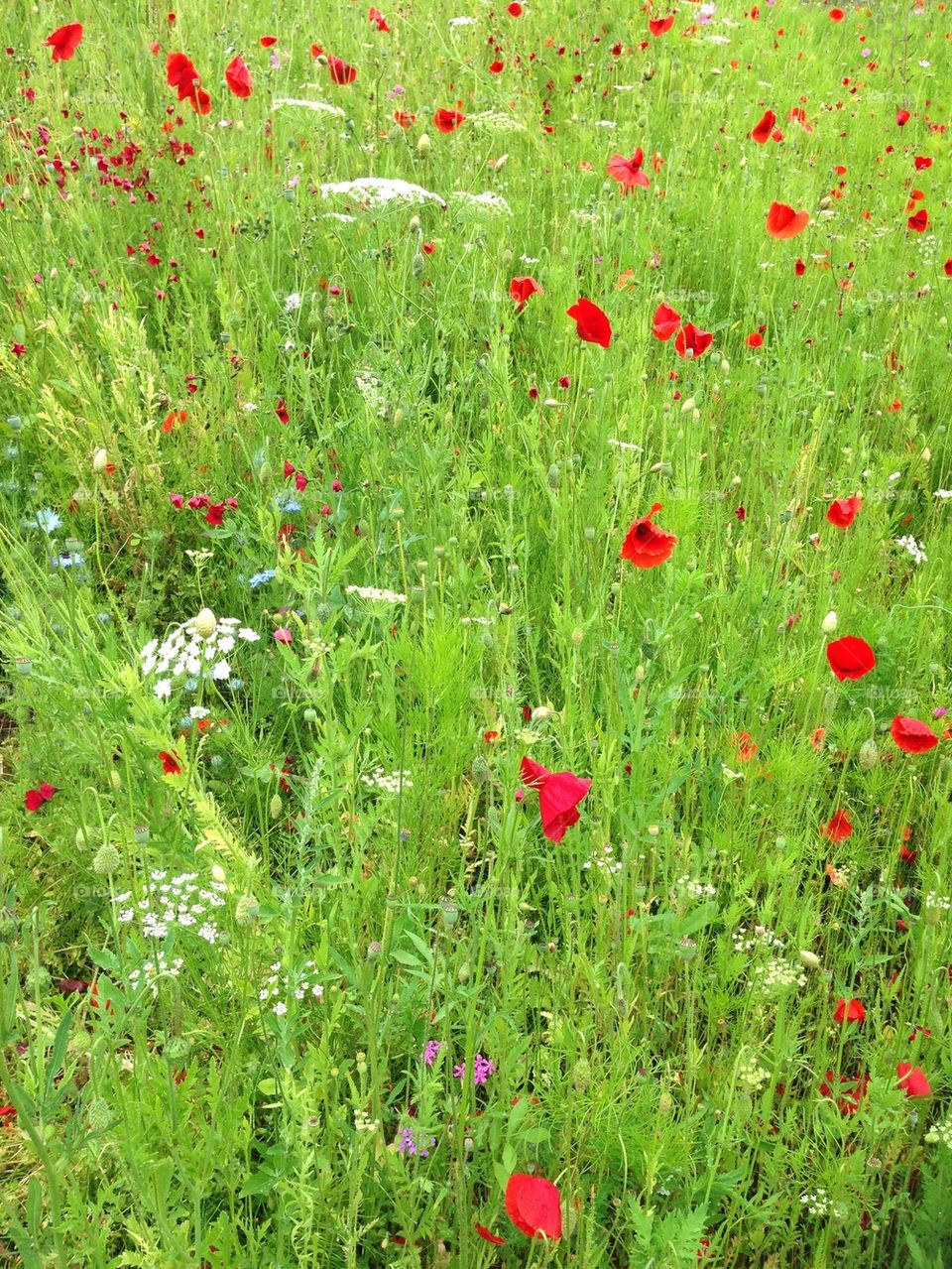 Meadow of wild flowers