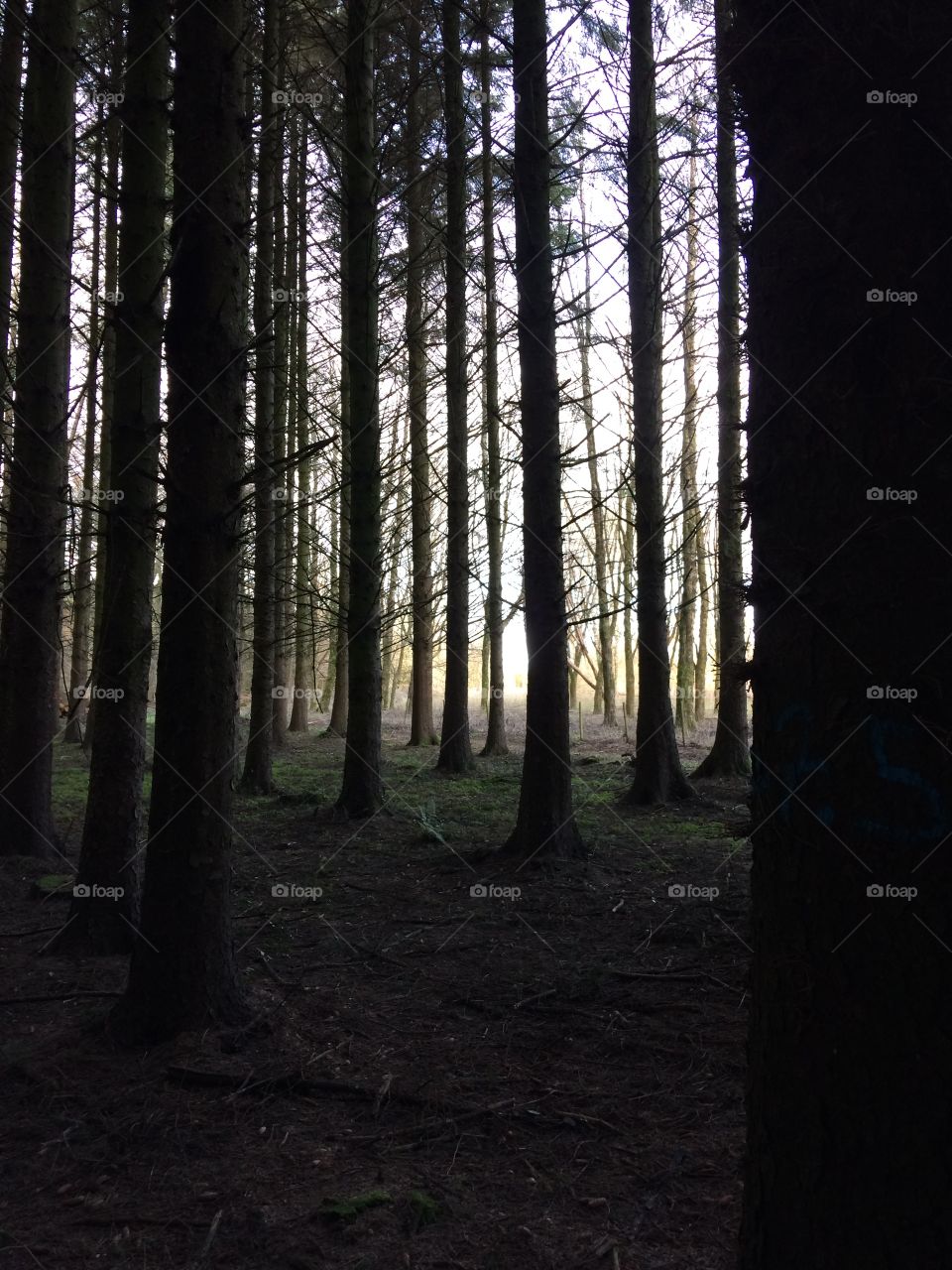 Dark forest with daylight beyond 