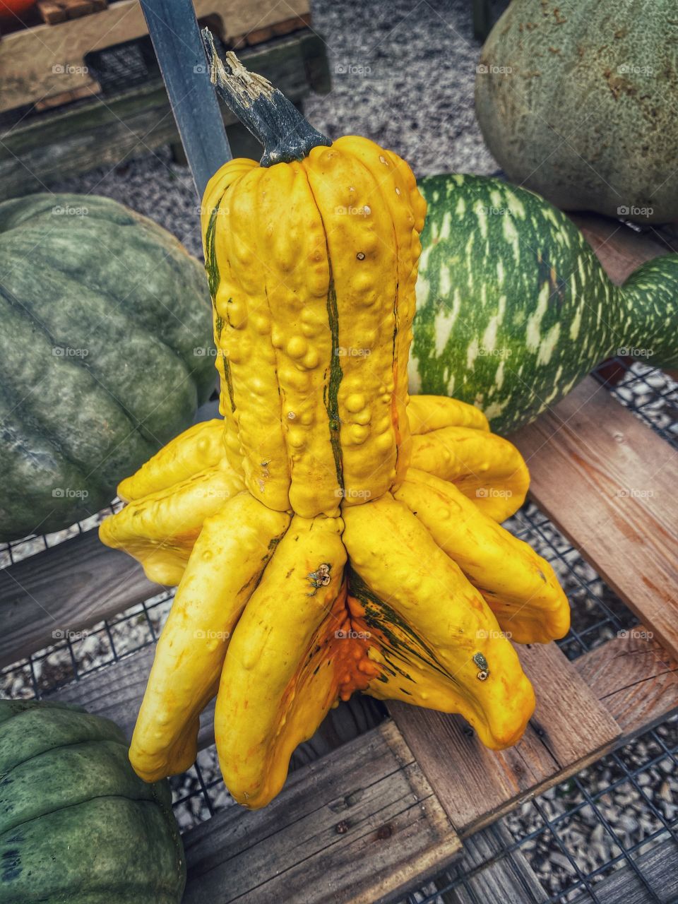 I like to call this octopus squash!  Such an odd shape and texture and color.  Standing proud, standing out from the rest. 🌞