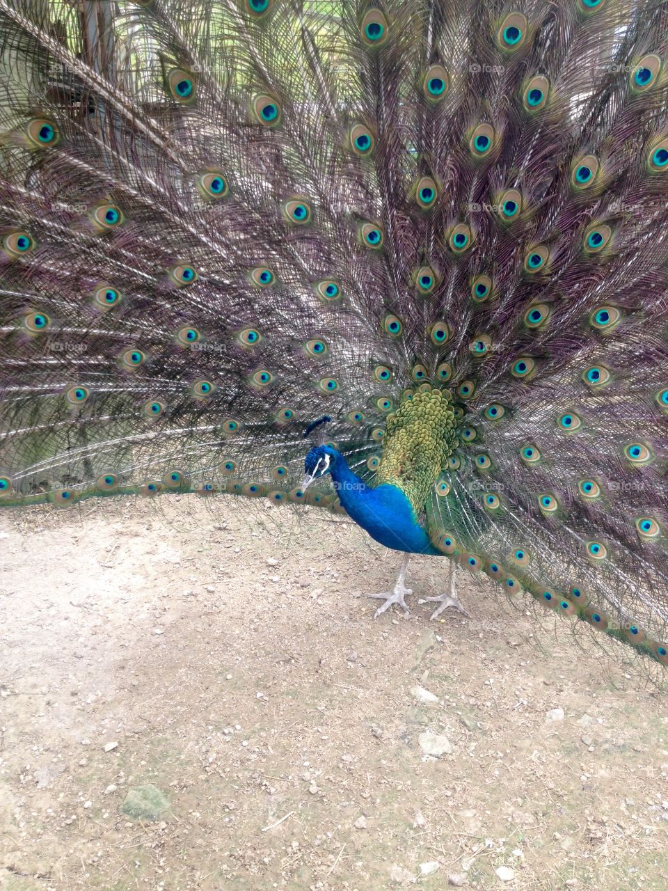 Peacock