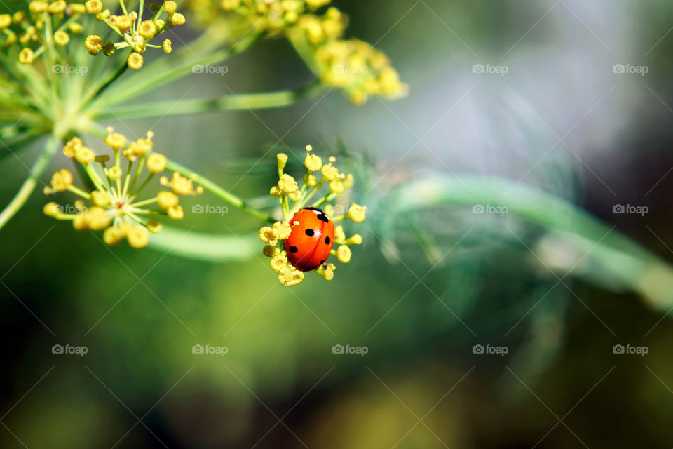 ladybug on a plant