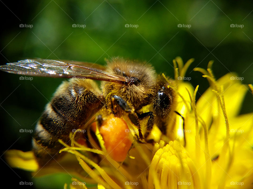 Picture taken with my smartphone and macro lens