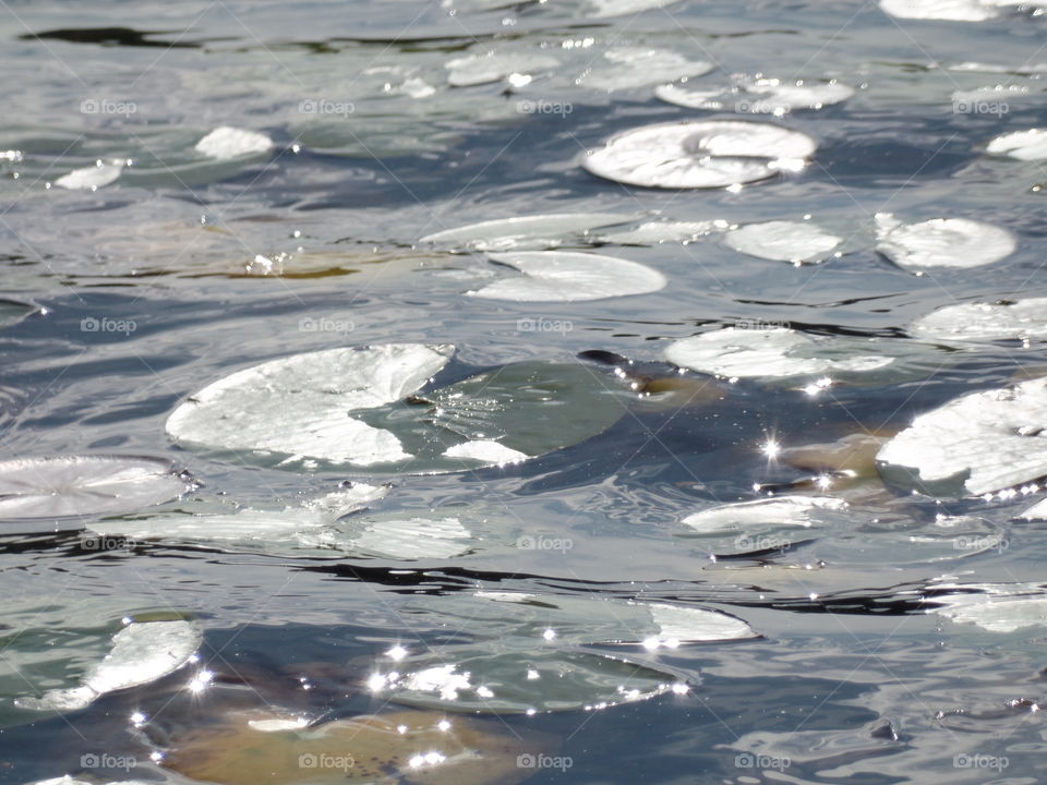 Sunlight water lily pad 