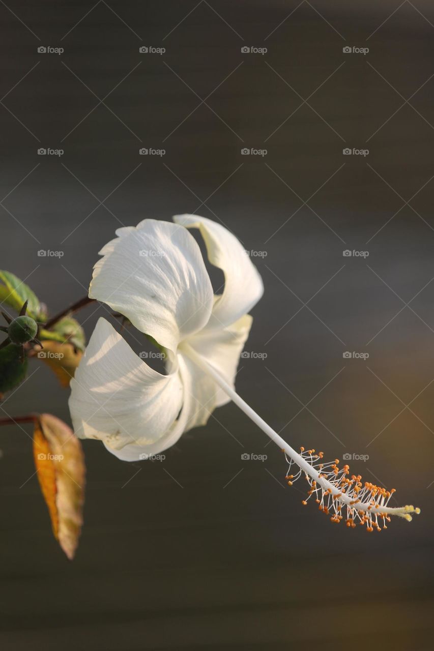 beautiful Flower with close view