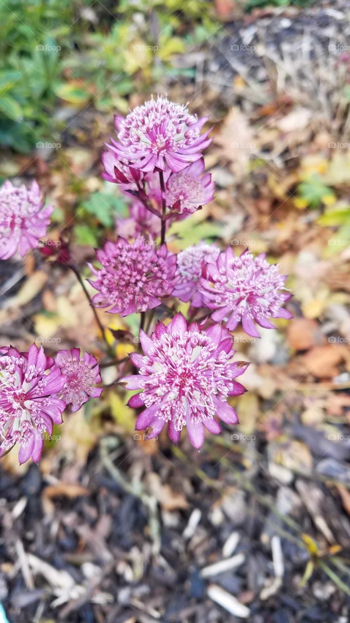 Pink flowers