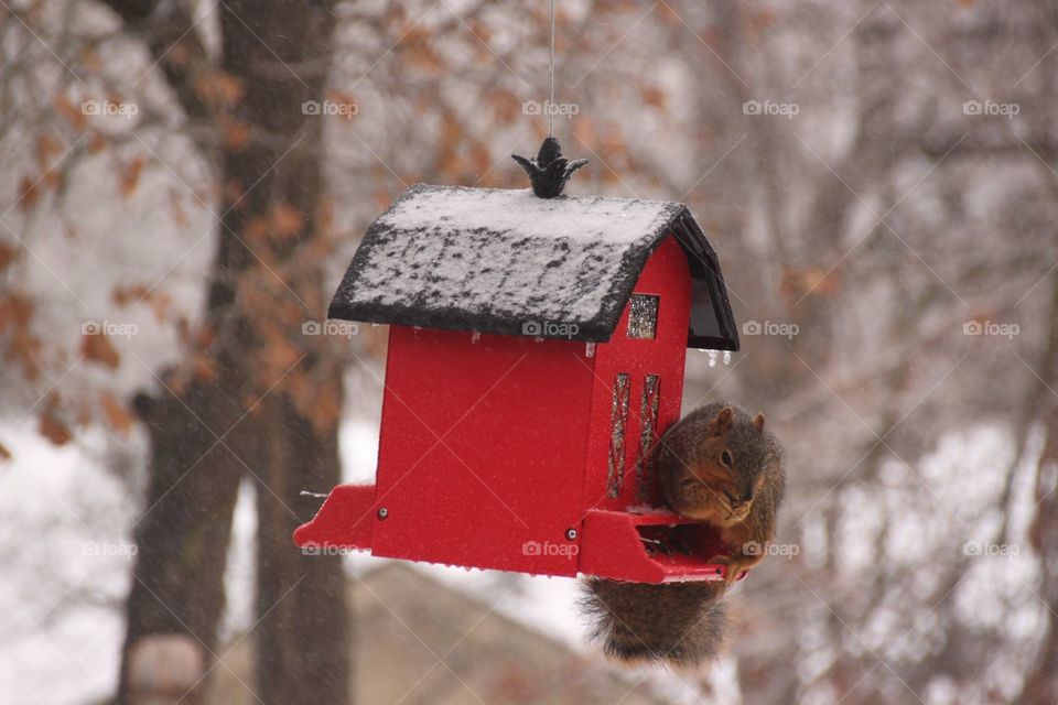 Squirrel in the Snow