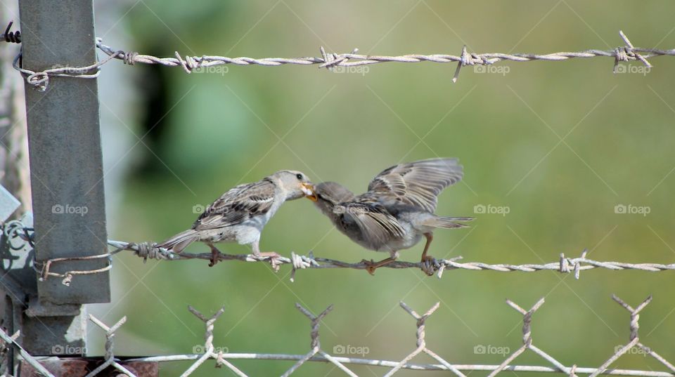 Two sparrow kissing on barbed fence