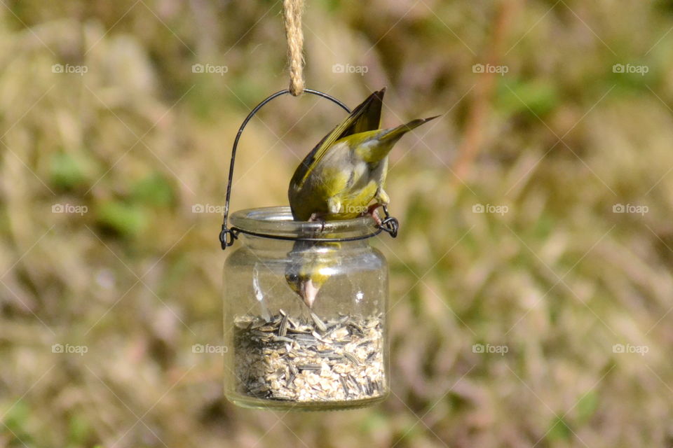 Chaffinch bird eating from bird feeder