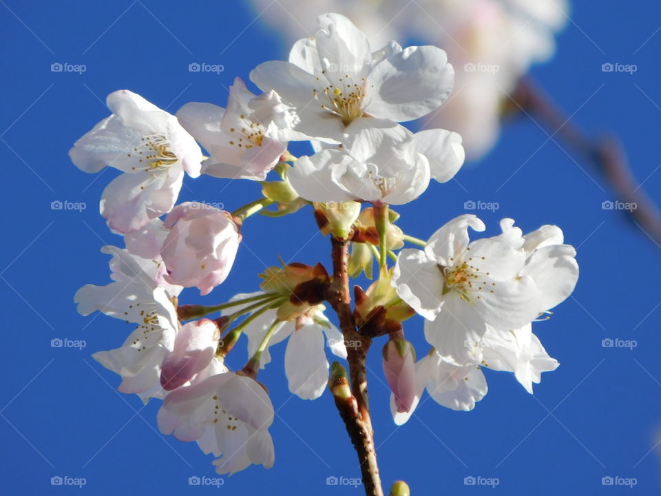 What better way to represent spring than to show off some beautiful fully bloomed cherry blossoms!