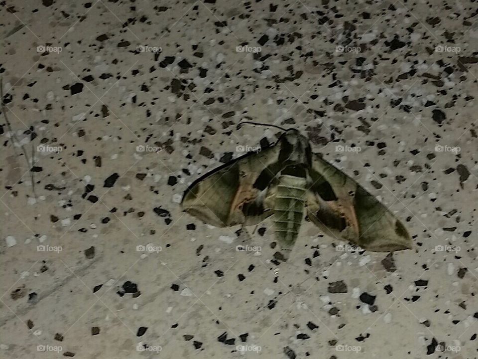 Camo Moth