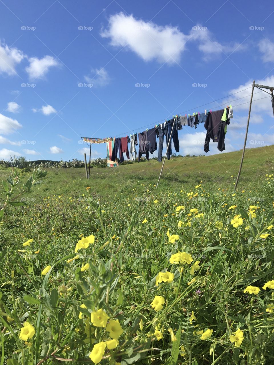 Laundry hanging out to dry in countryside fields with flowers