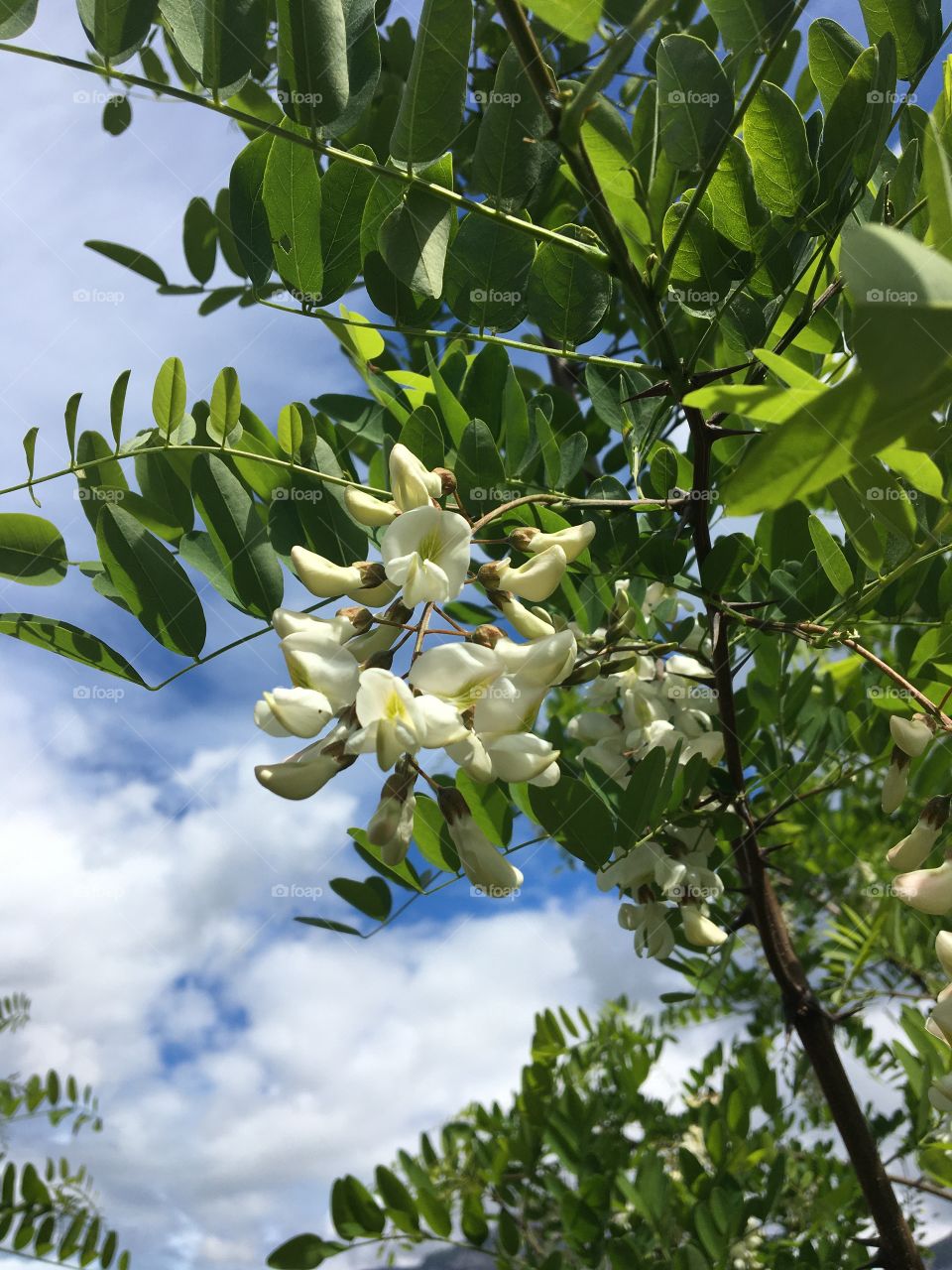 White acacia flower