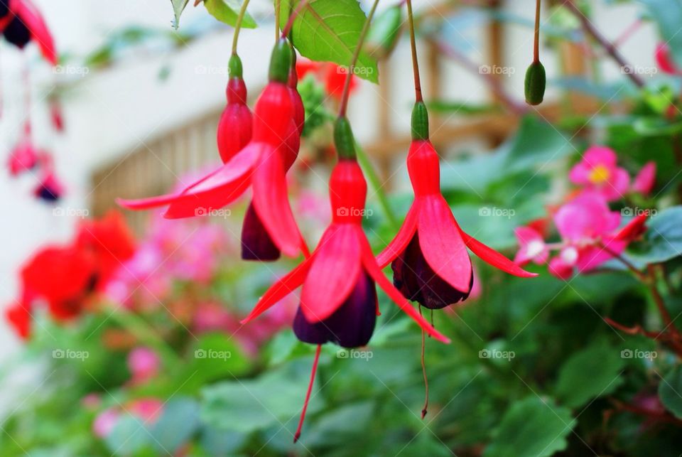 Hanging flowers