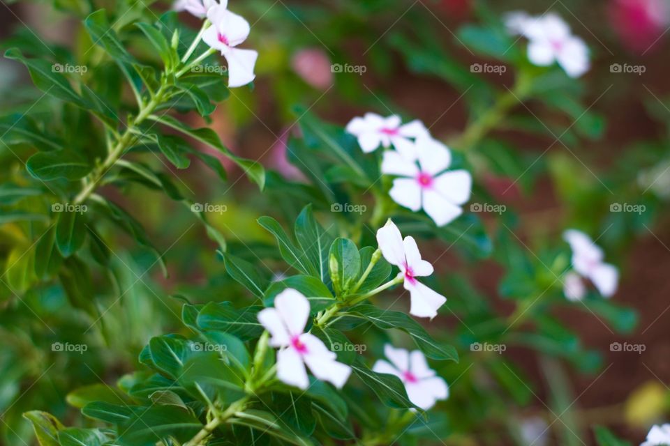 Flores do Brasil 