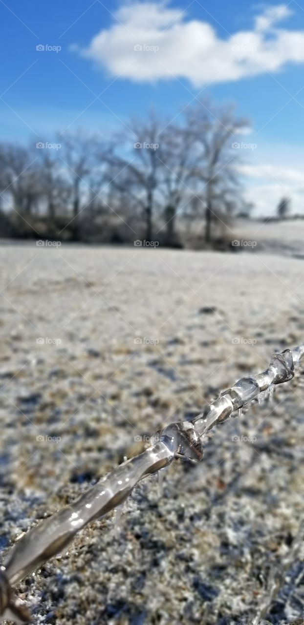 Barb wire in ice