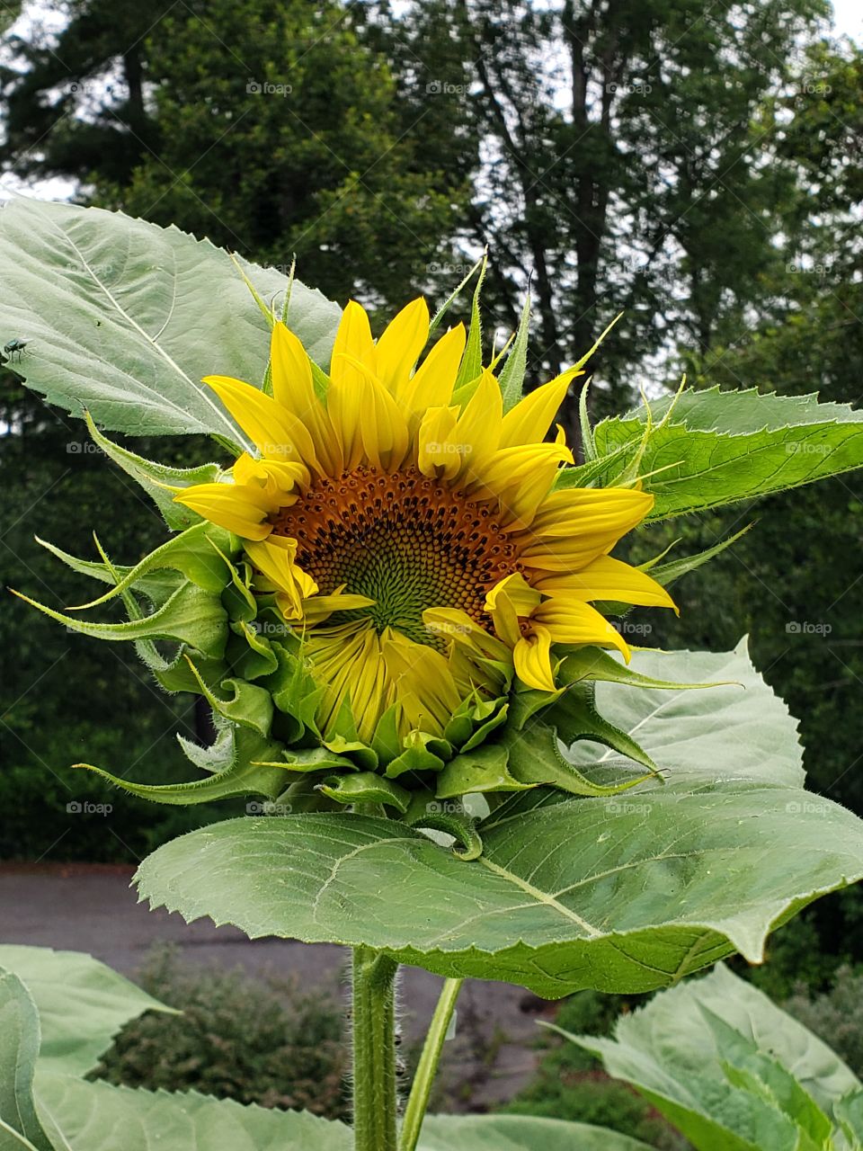 My sunflowers are blooming
