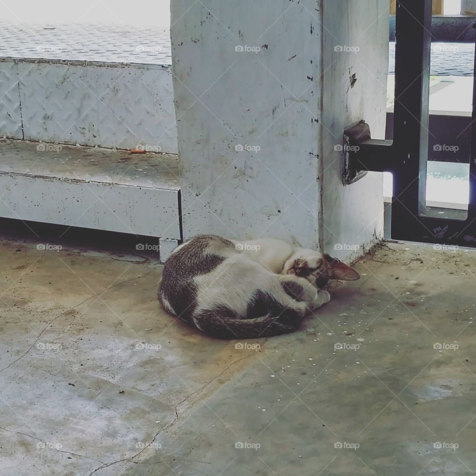 Cats sleep soundly on the cement floor