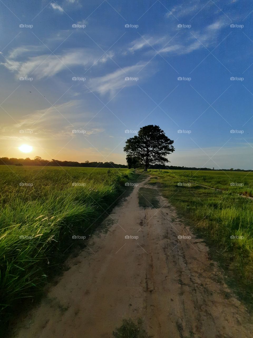 Evening beauty of a paddy field with greenary all around. Nature at its best. No filters, no edits. Scenic rice fields in Sri Lanka