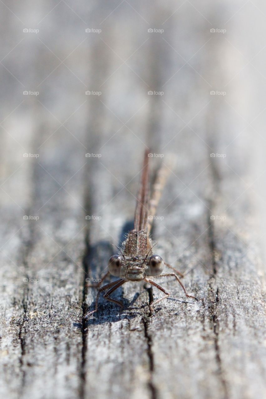 Young Dragonfly Close-Up