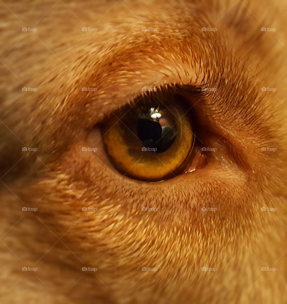 Paris and her eye up close. so close you can see the reflection of a lamp and chair in her pupil.