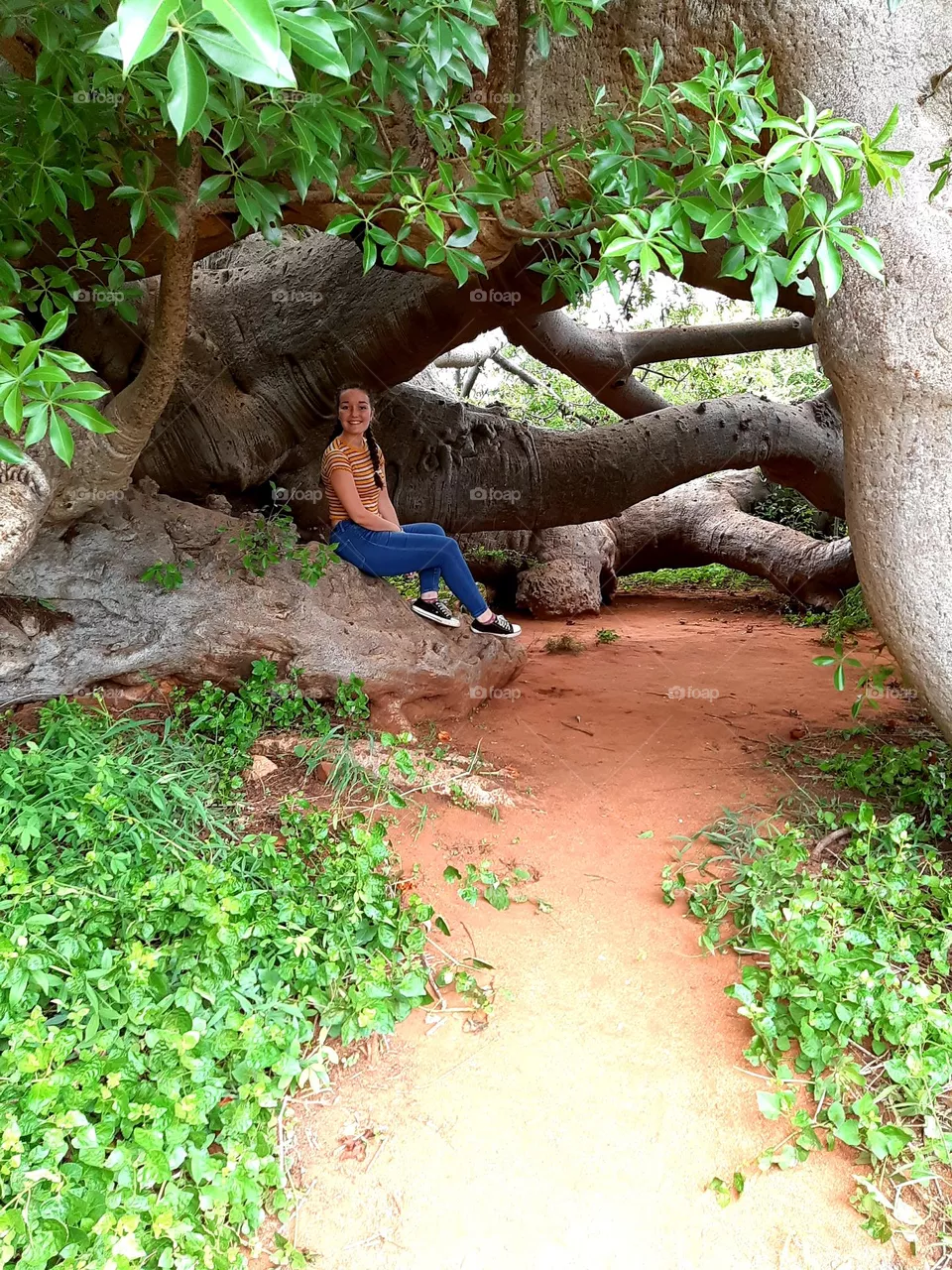 tree