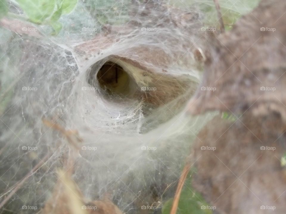 A cobweb like hole