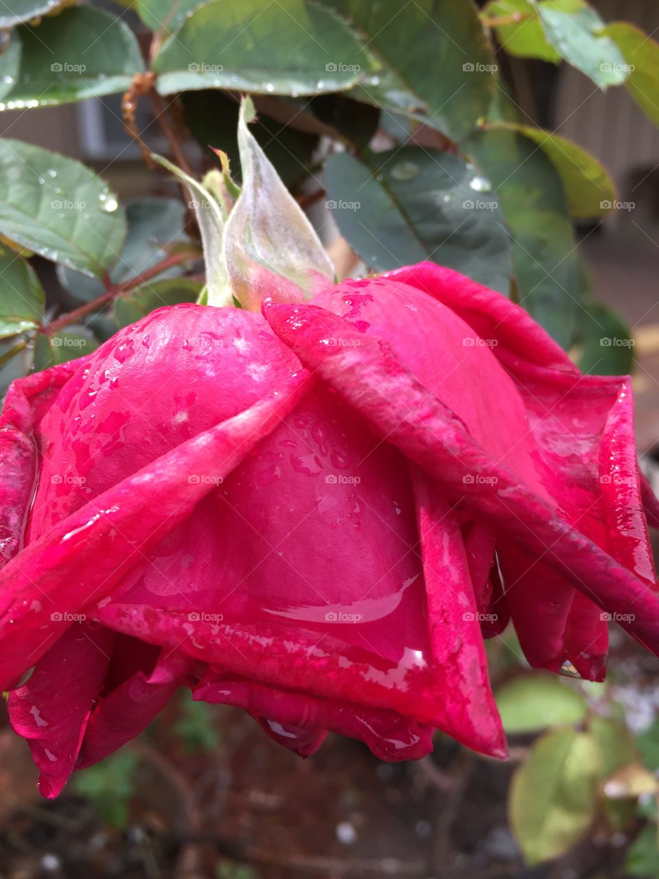 Wet rose