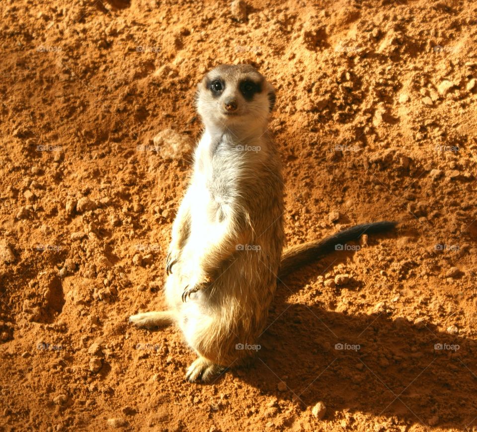 Incredibly cute meerkat / suricate