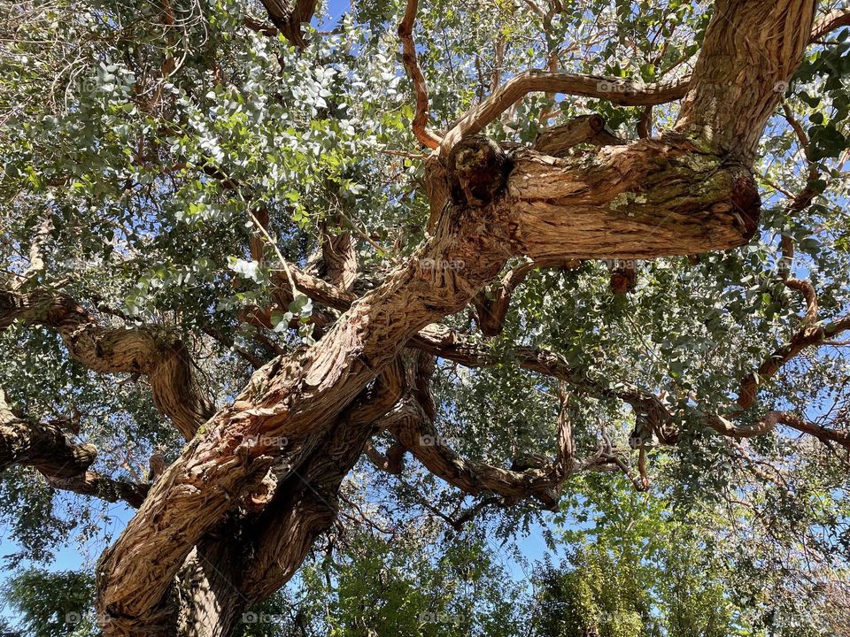 Old tree with intricate trunk and bark structure, with irregular bark texture on a sunny day 