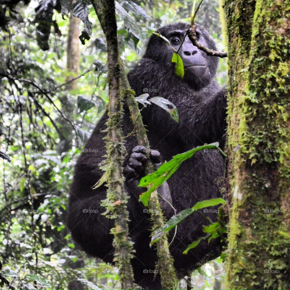 Wood, Monkey, Tree, Rainforest, Nature