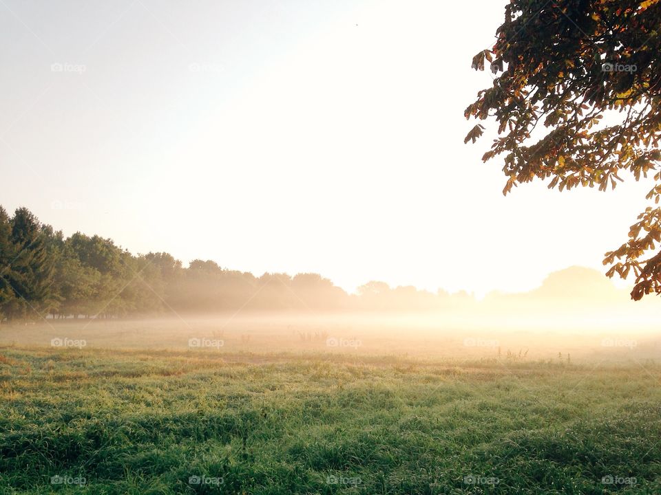 Foggy morning in park