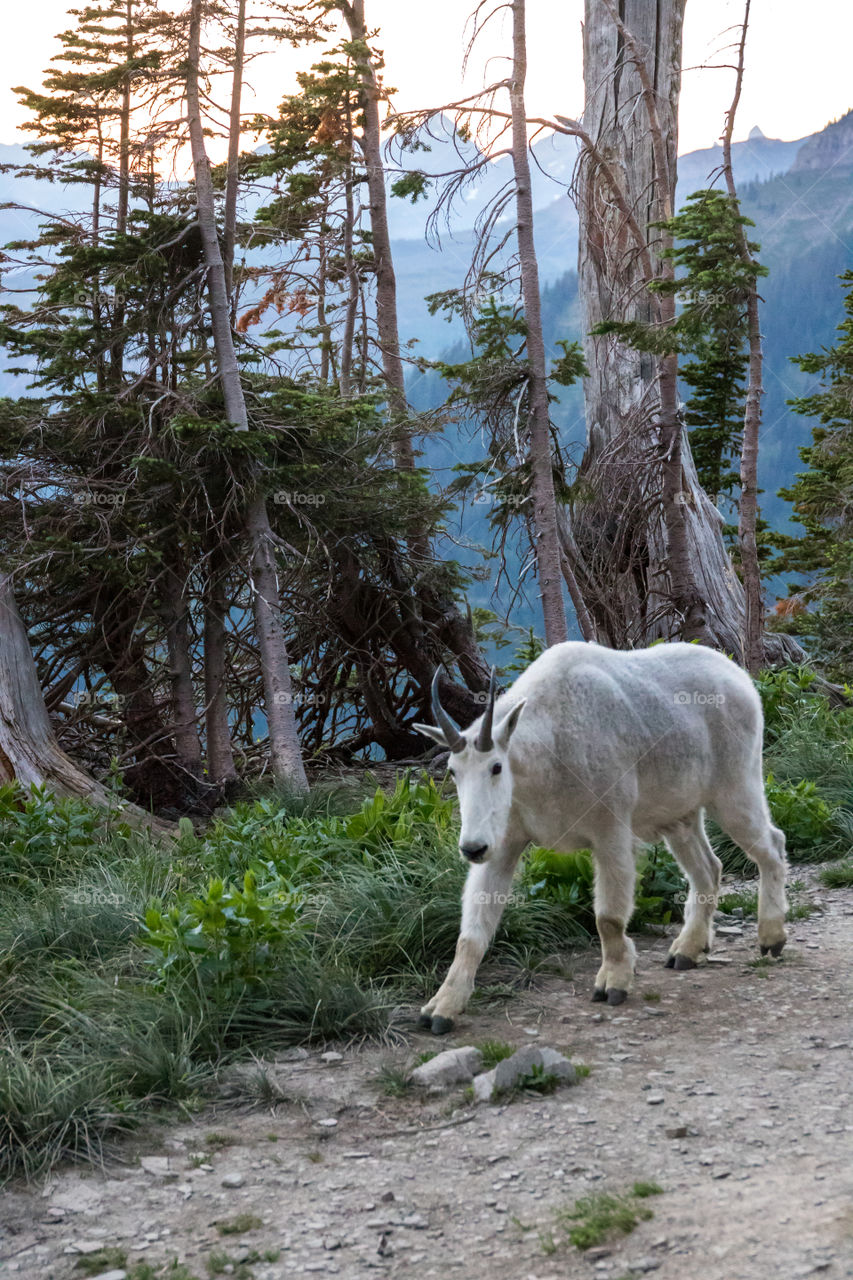 Wild mountain goat tagging along for a hike through the Montana mountains! 