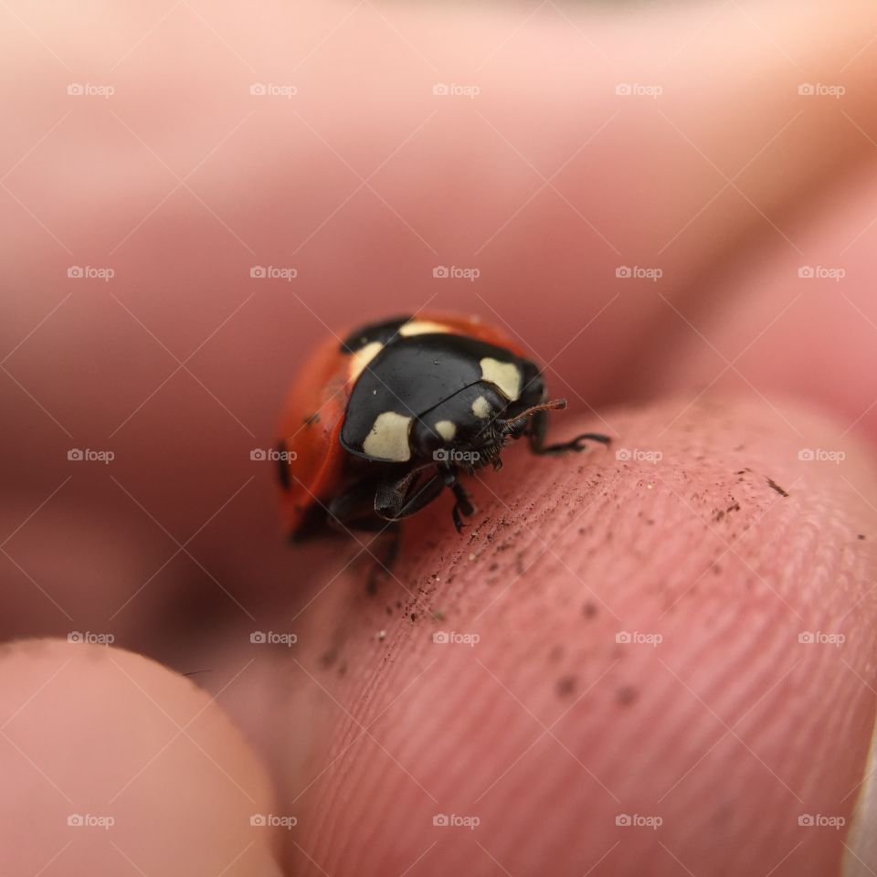 Ladybird