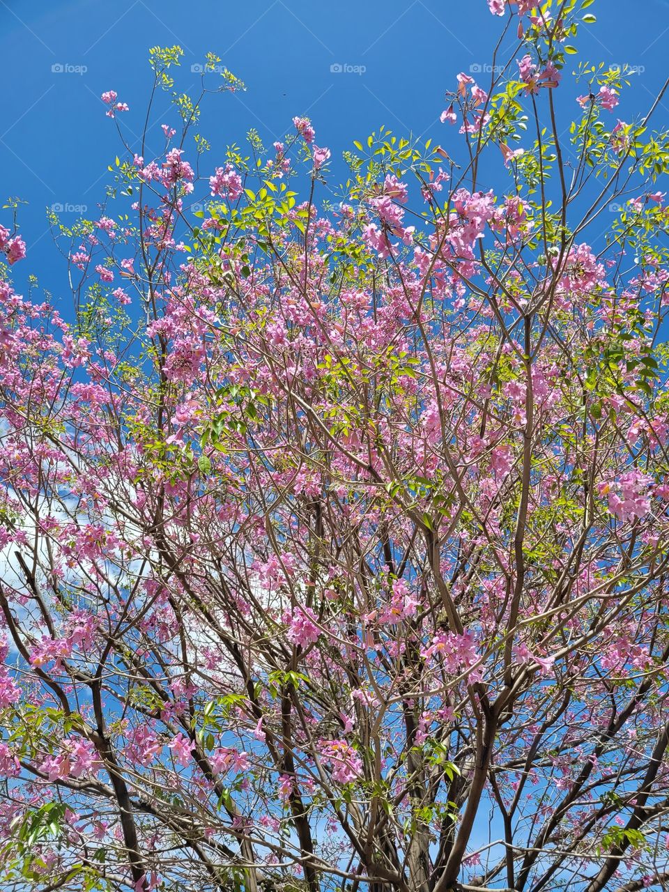 la primavera