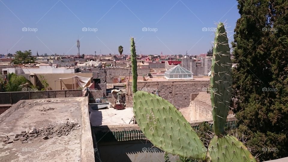 Rooftop Cactus