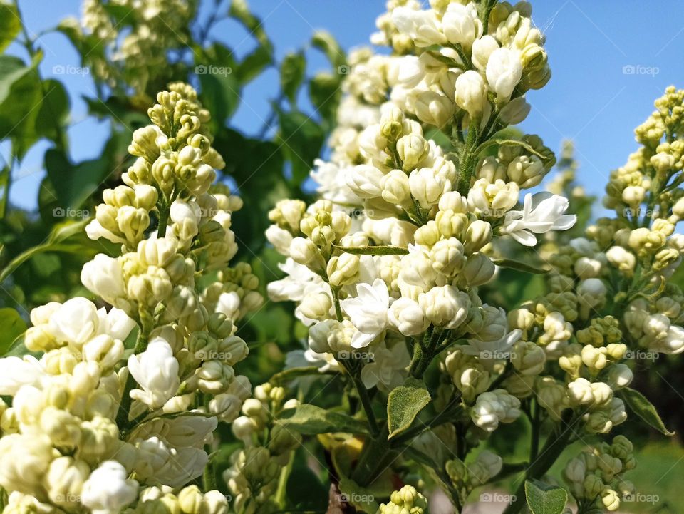 Syringa vulgaris, the lilac or common lilac, is a species of flowering plant in the olive family Oleaceae, native to the Balkan Peninsula, where it grows on rocky hills