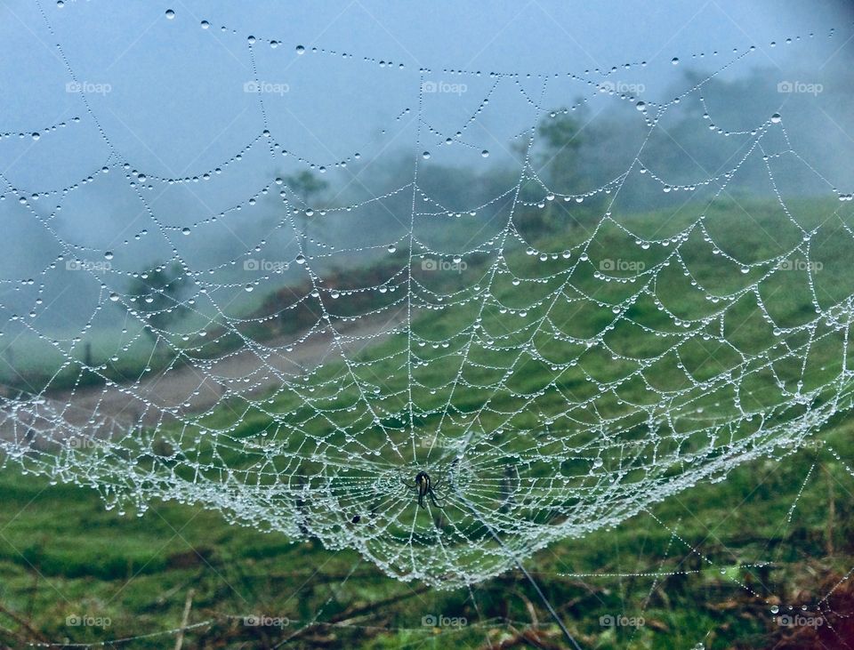 Telaraña bajo la lluvia  