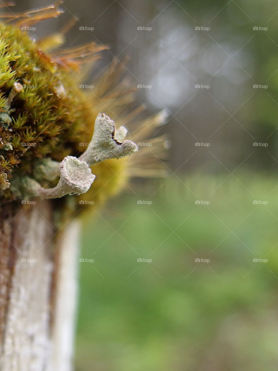 A old wooden fence post covered with a thick layer of moss and fungus shoots for a barrier between a farm and the forest in rural Western Oregon on a spring day. 