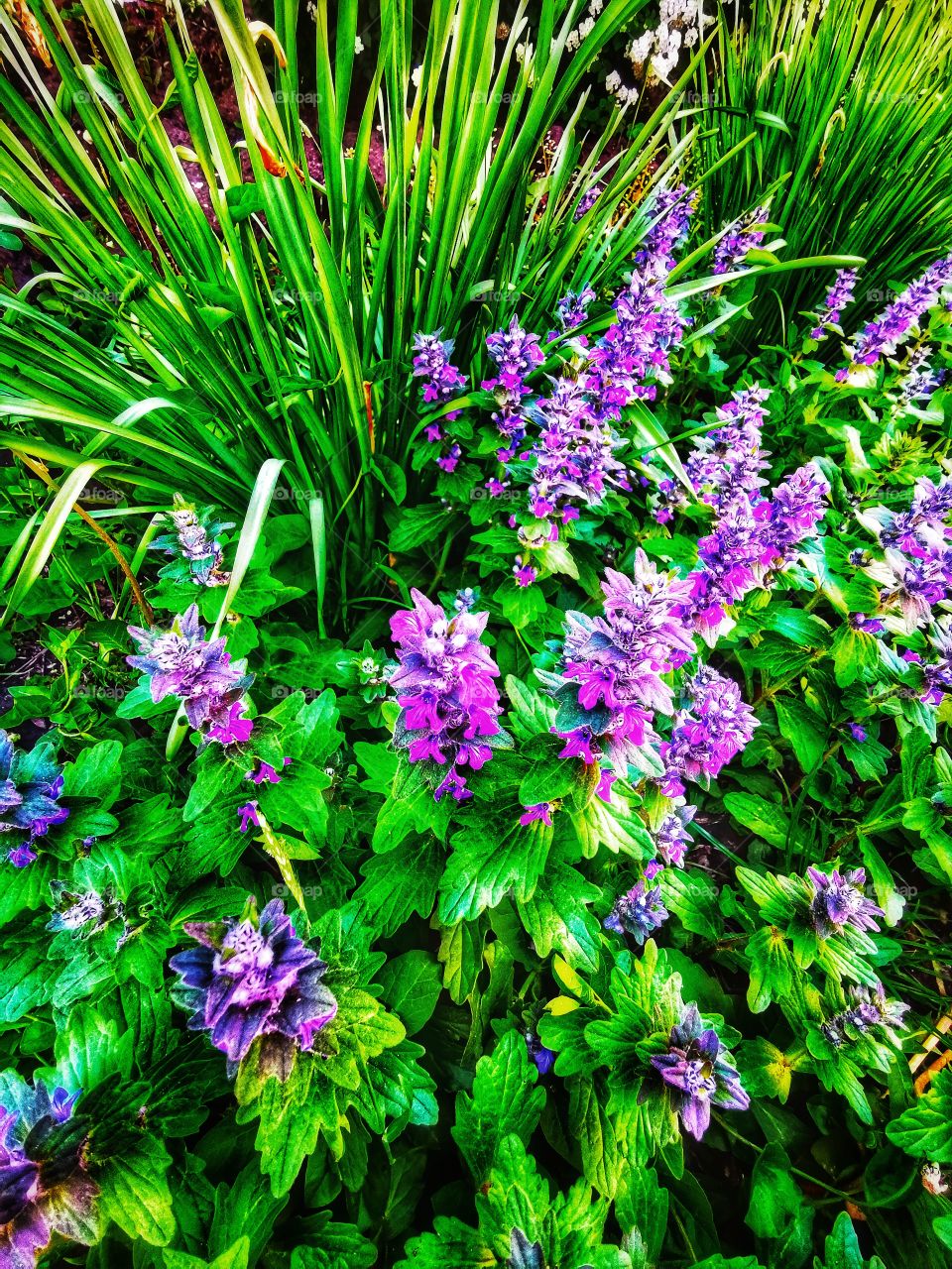 Green plant flower beauty nature greens outdoor plant flower beauty nature