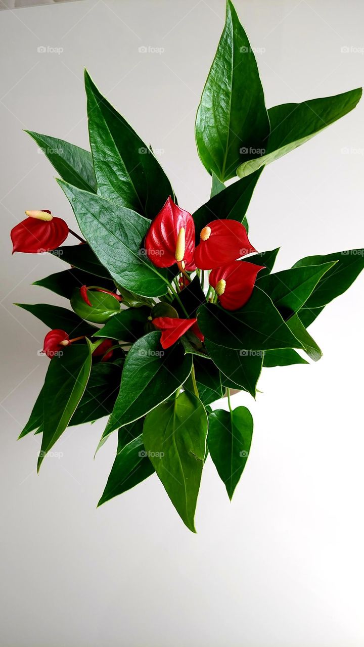 O vermelho da flor que contrasta com o verde forte das folhas, assim é a beleza deste vaso.