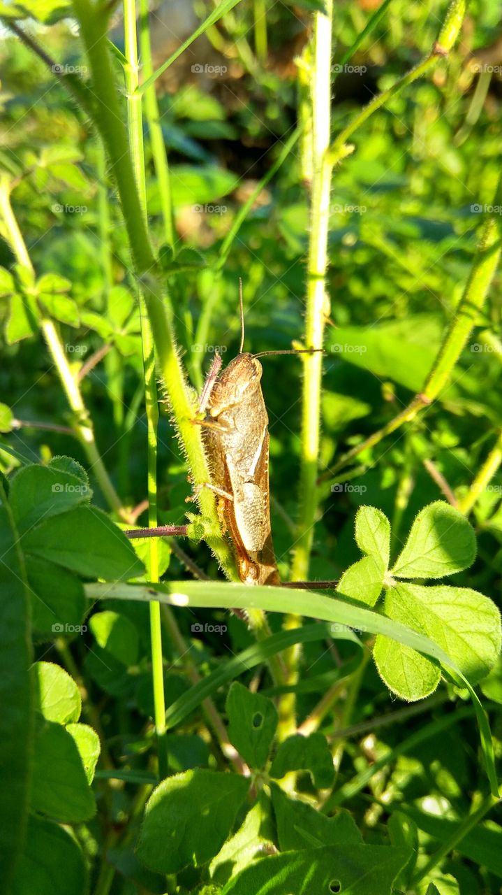 big grasshoppers in plant stem